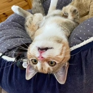 Team Page: Team Shrimp Scampi